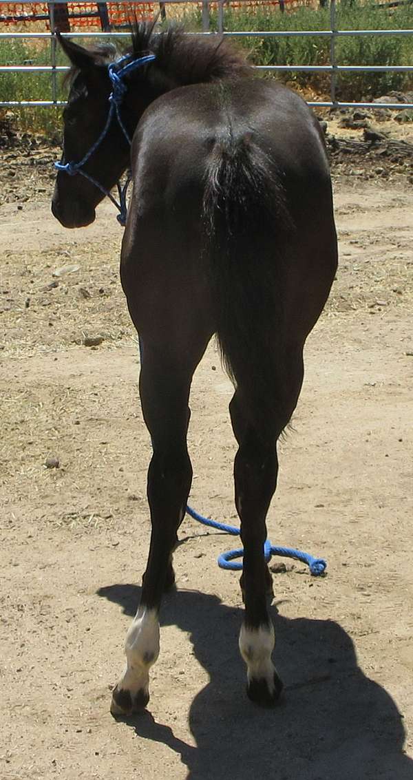 smokey-black-racing-horse