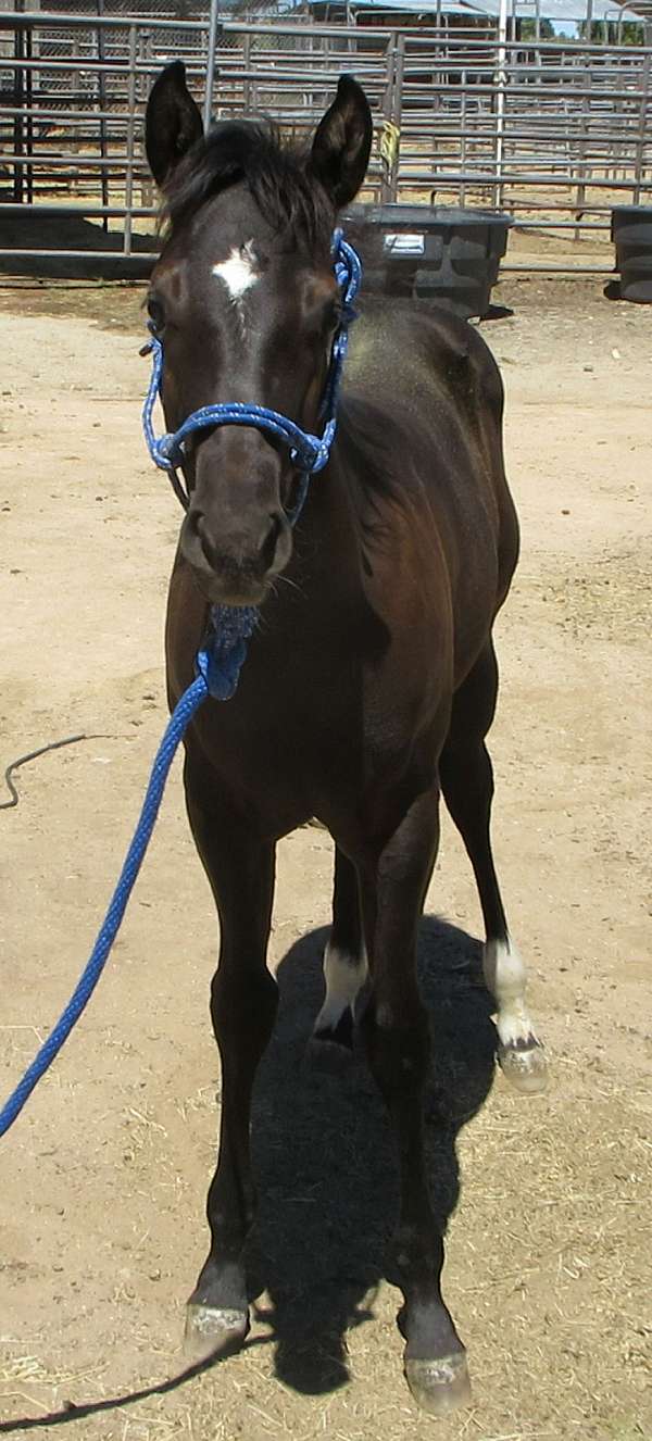 smokey-black-rodeo-pickup-horse