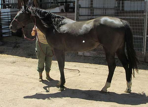 smokey-black-rodeo-queen-horse