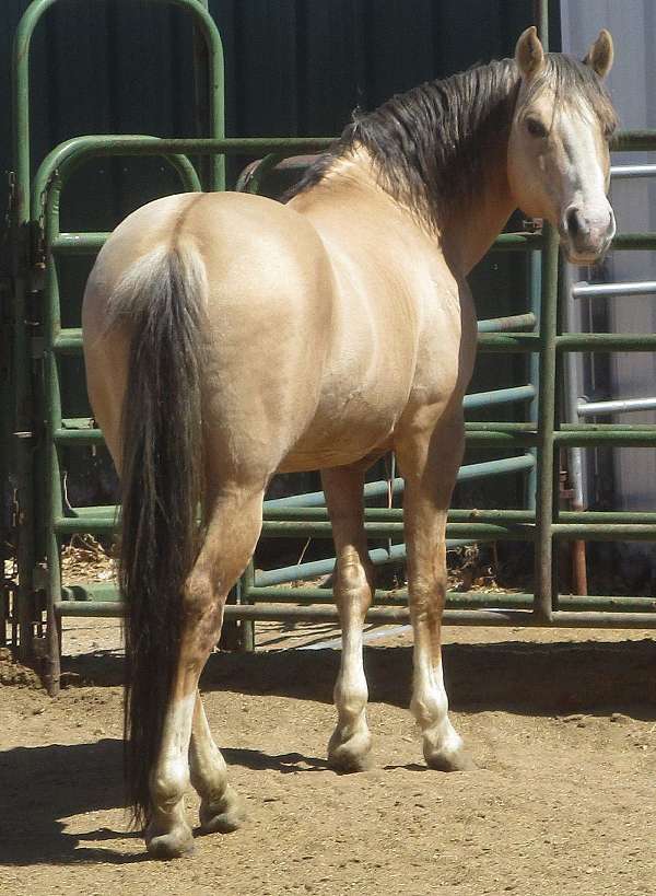 smokey-black-steer-roping-horse