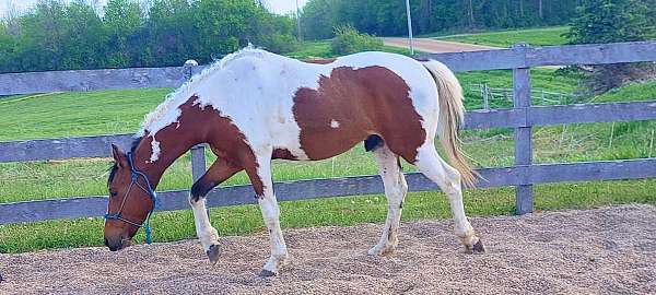driving-bashkir-curly-horse