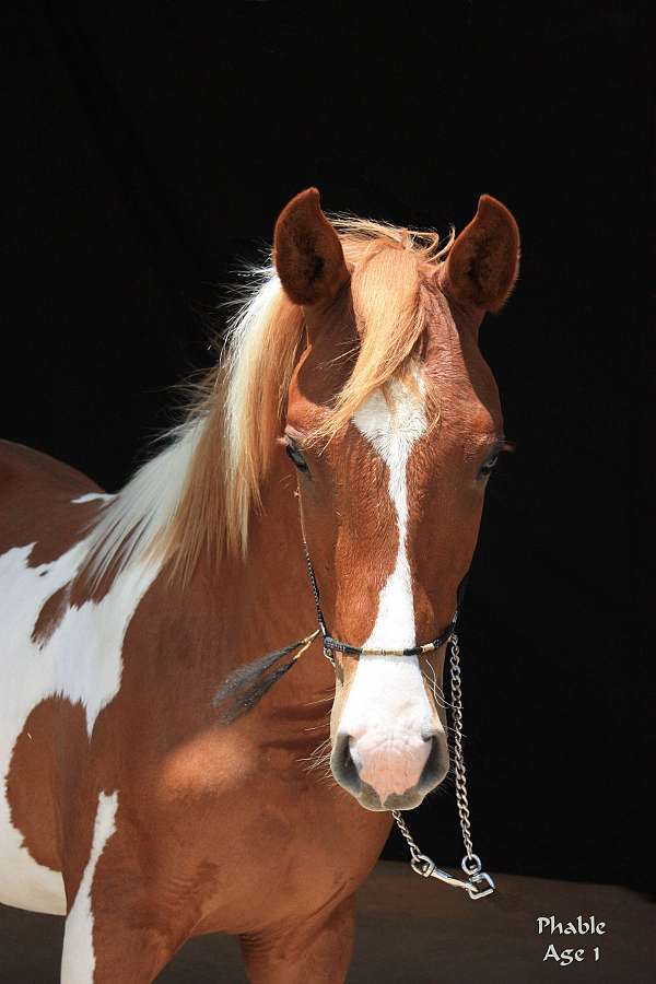 competing-half-arabian-horse