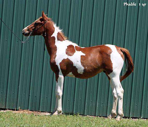 friendly-half-arabian-horse