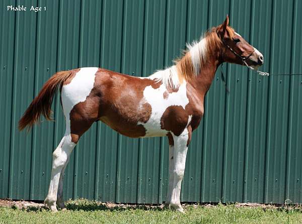 geding-half-arabian-horse