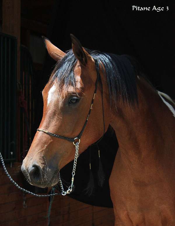 doing-well-half-arabian-horse