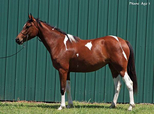 paandorra-half-arabian-horse