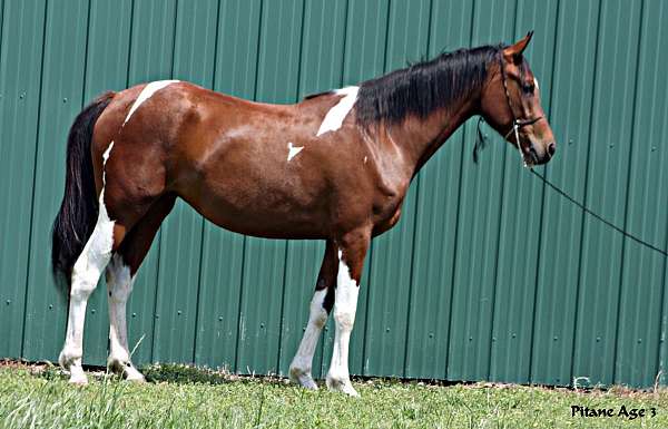 pitane-half-arabian-horse