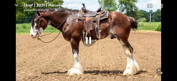 clydesdale-gelding