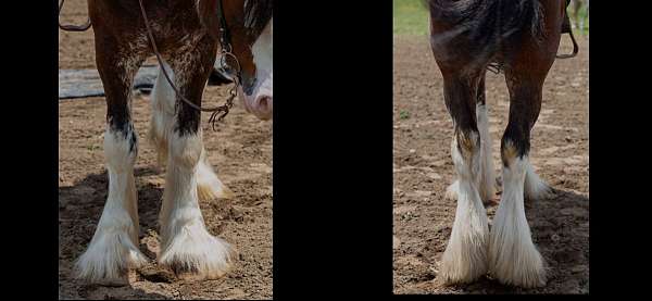 clydesdale-horse-for-sale