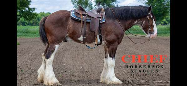 halter-show-clydesdale-horse