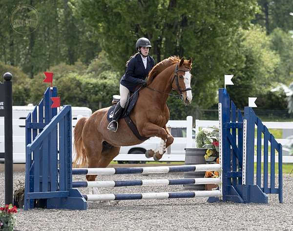 warmblood-gelding