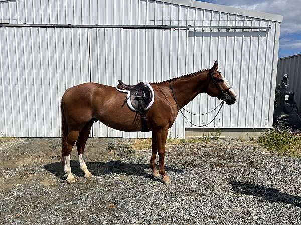 warmblood-horse-for-sale