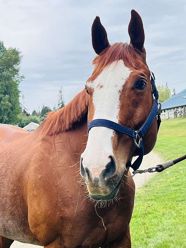 warmblood-horse