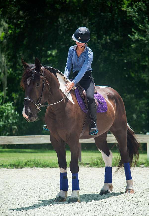 all-around-draft-horse