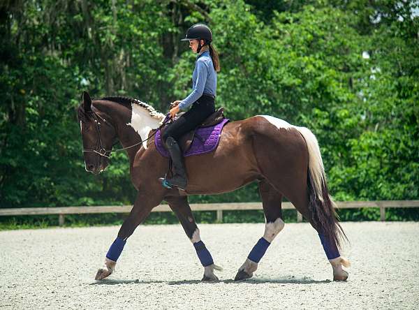 draft-horse