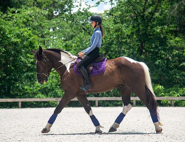 dressage-draft-horse