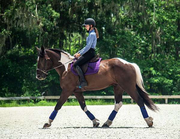 endurance-draft-horse