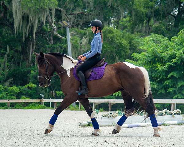 eventing-draft-horse