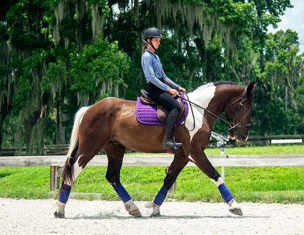 field-hunter-draft-horse