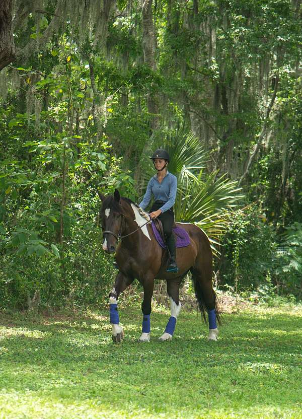 pack-draft-horse
