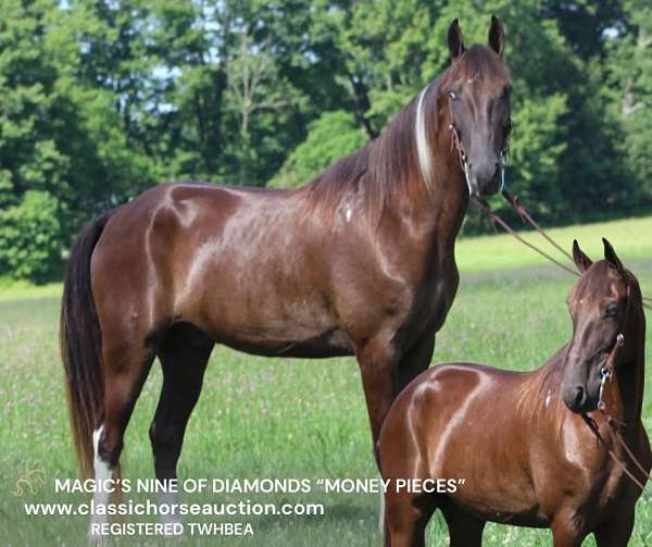 families-tennessee-walking-horse