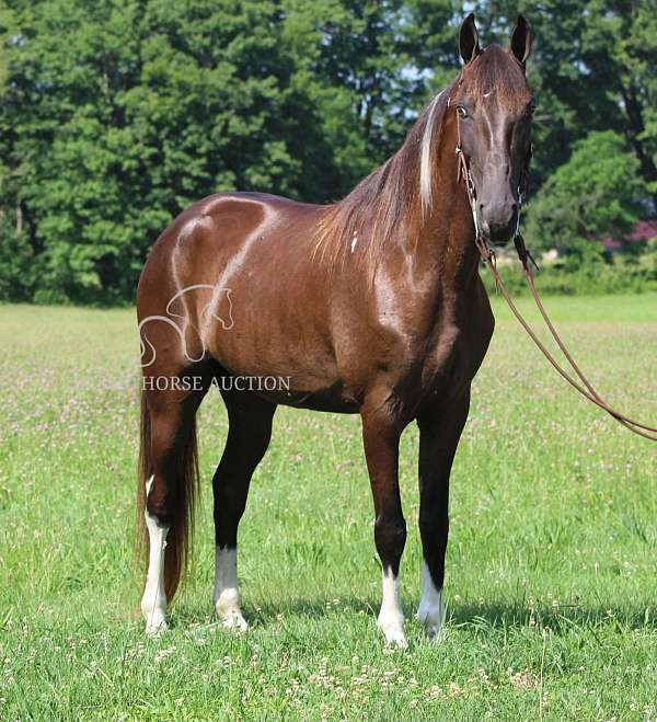 all-around-tennessee-walking-horse