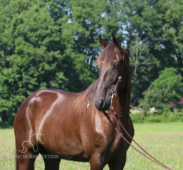 anyone-tennessee-walking-horse