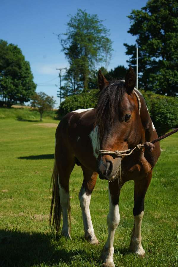 quarter-horse-for-sale