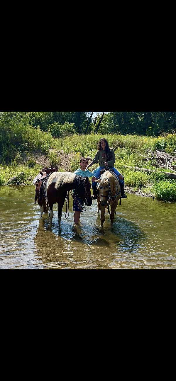 quarter-horse-stallion