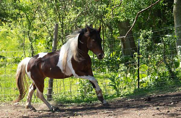 quarter-horse