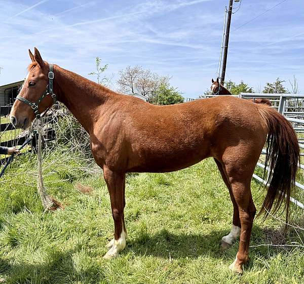 bridle-saddlebred-horse