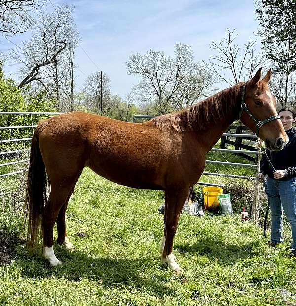 bright-saddlebred-horse