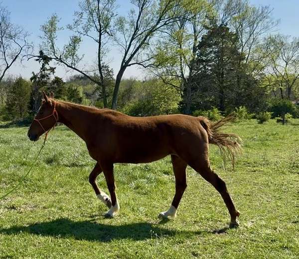 adoption-saddlebred-horse