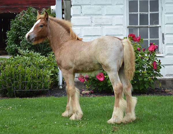 two-low-hind-socks-blaze-horse