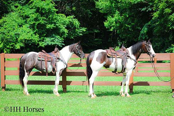 team-drivin-friesian-horse