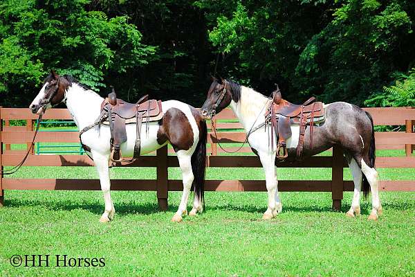 team-drivin-mare