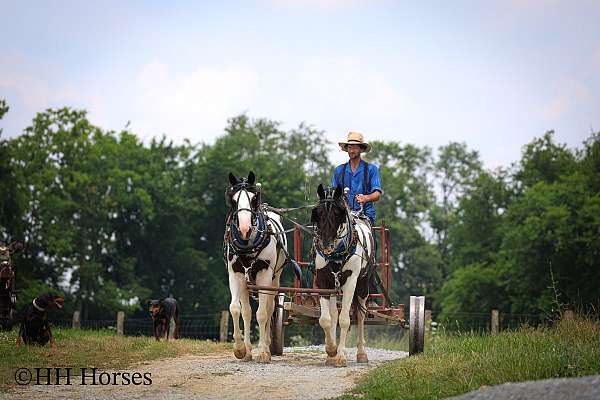 team-drivin-horse