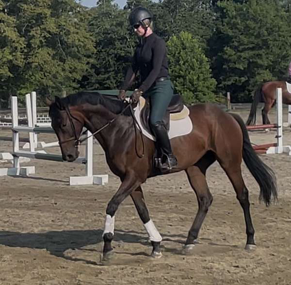 all-around-thoroughbred-horse