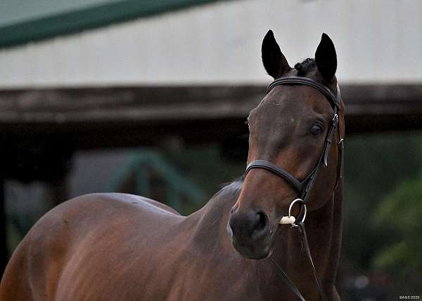 dressage-thoroughbred-horse
