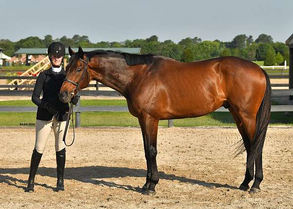 field-hunter-thoroughbred-horse