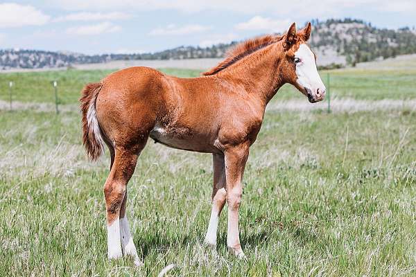 rabicano-weanling