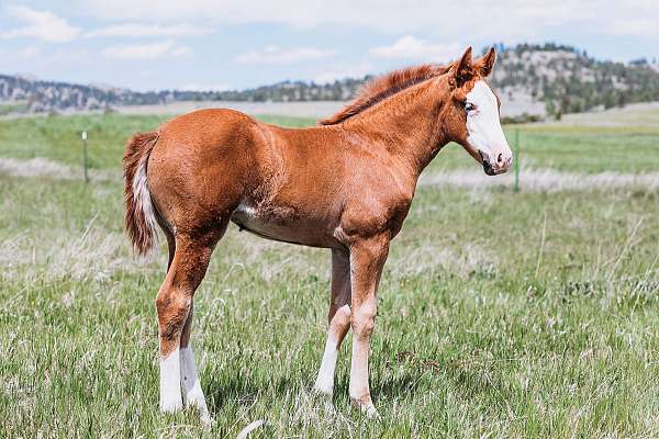 ridden-western-weanling