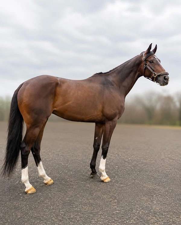 thoroughbred-gelding