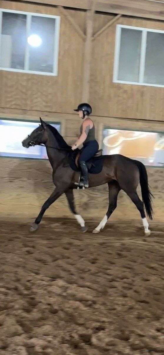 thoroughbred-horse-for-sale