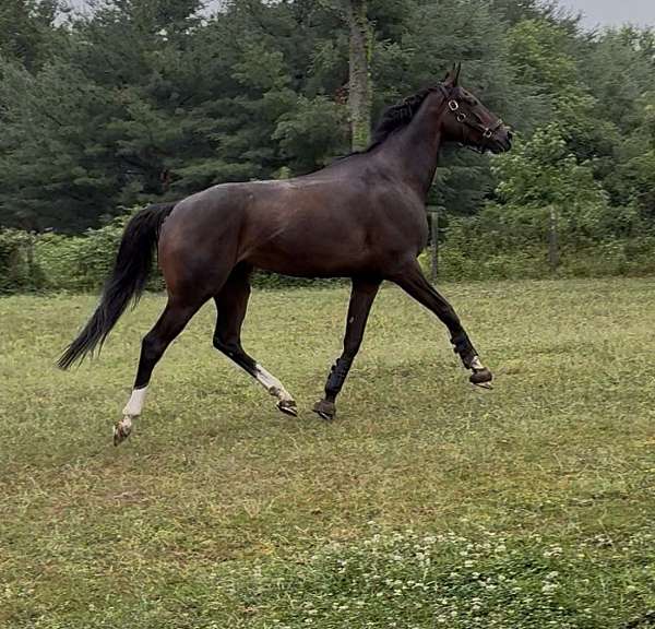 thoroughbred-horse