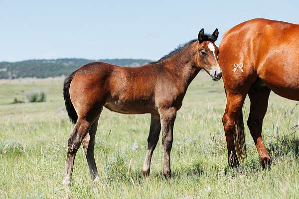 breeding-quarter-horse