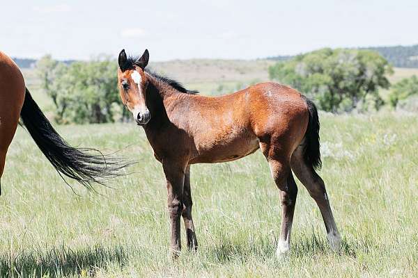 cutting-quarter-horse