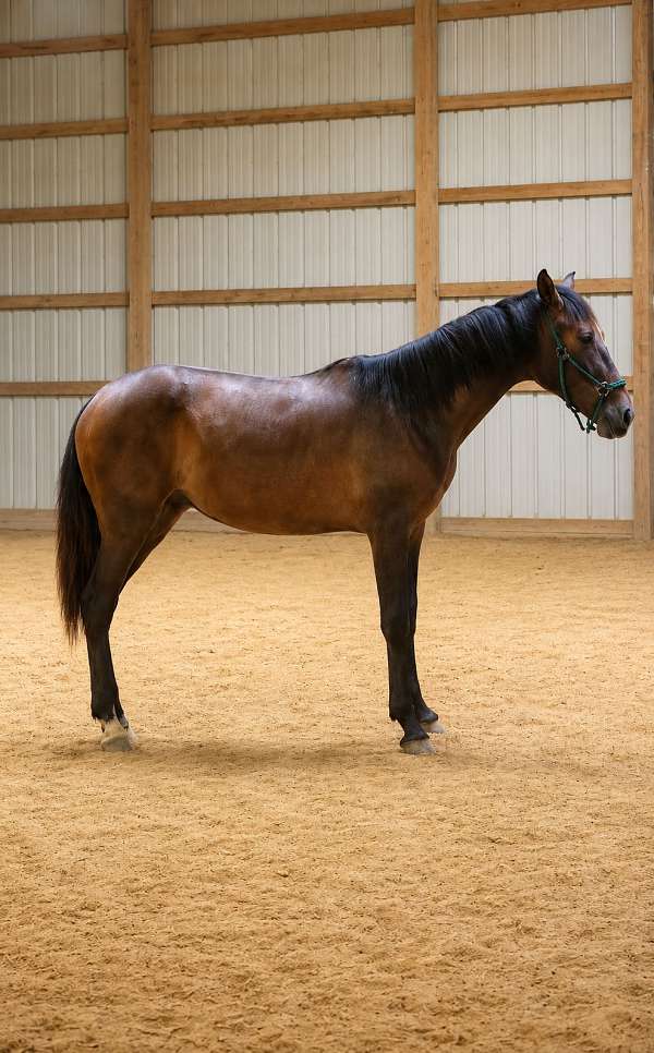 grey-pre-yearling