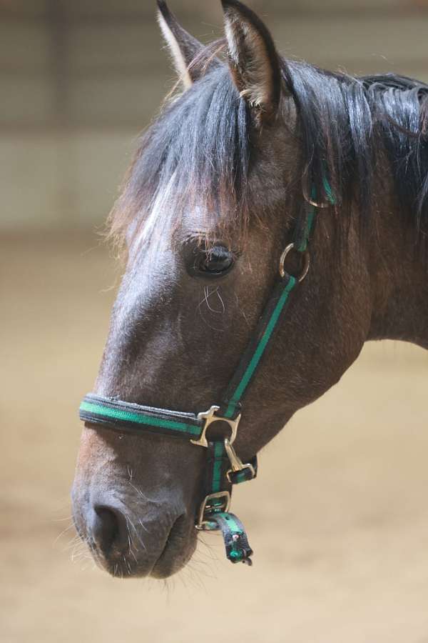 grey-andalusian-colt