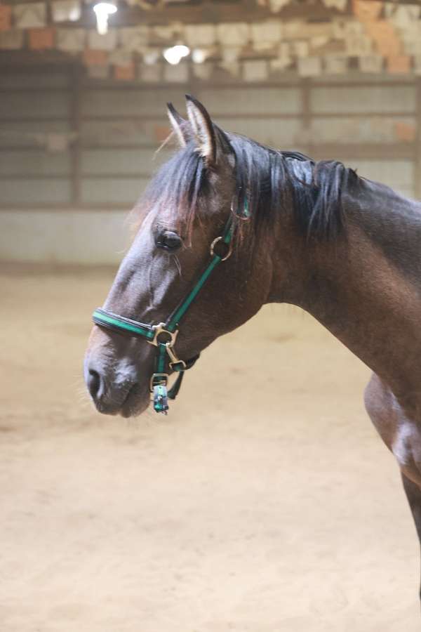 grey-ancce-colt